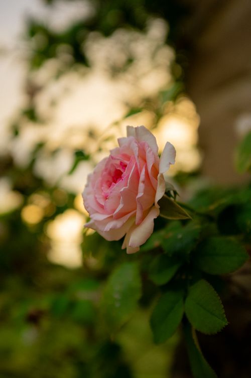 Free A close-up of a pink rose in bloom, bathed in warm sunset light, creating a romantic and serene outdoor scene. Stock Photo