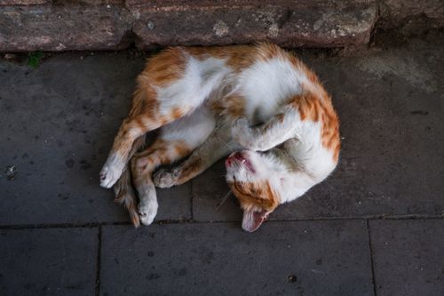 Free A ginger and white stray cat peacefully sleeping on a stone pavement in an urban setting. Stock Photo