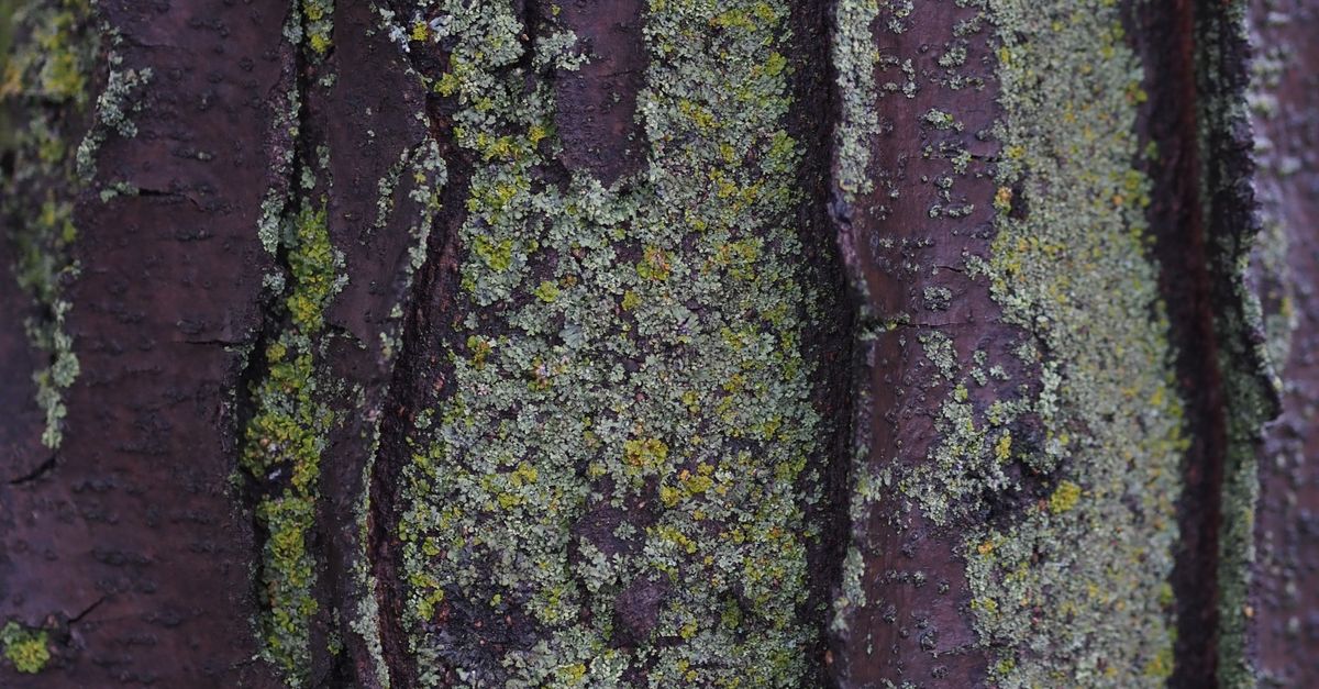 Tree Skin Conditions trees skin · Free Stock Photo