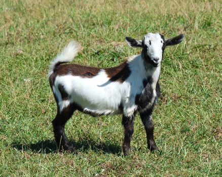 Goat