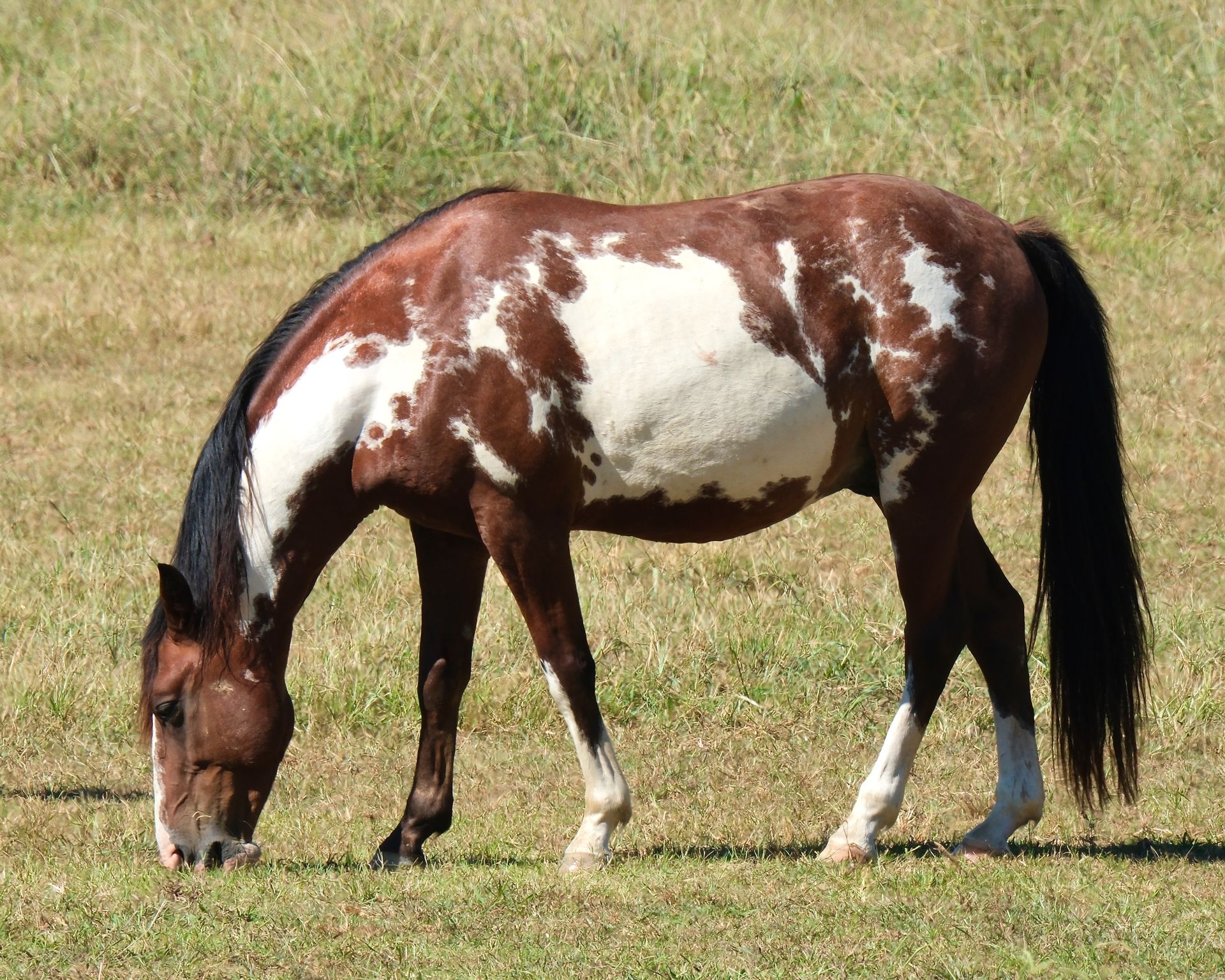 Pinto Quarter Horse