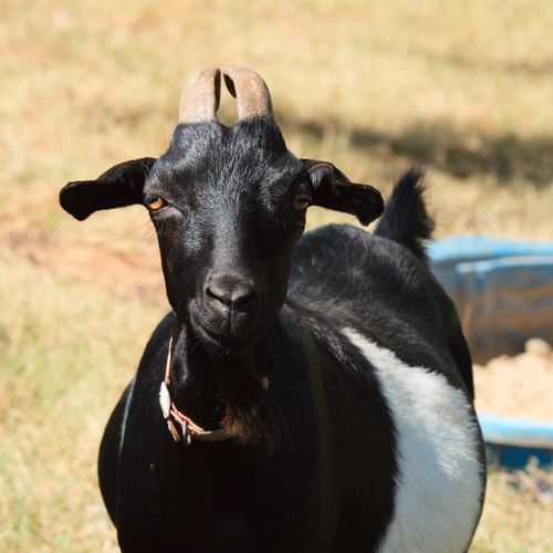 Free Close-up of a black and white Nigerian Dwarf goat enjoying a sunny day in the pasture. Stock Photo
