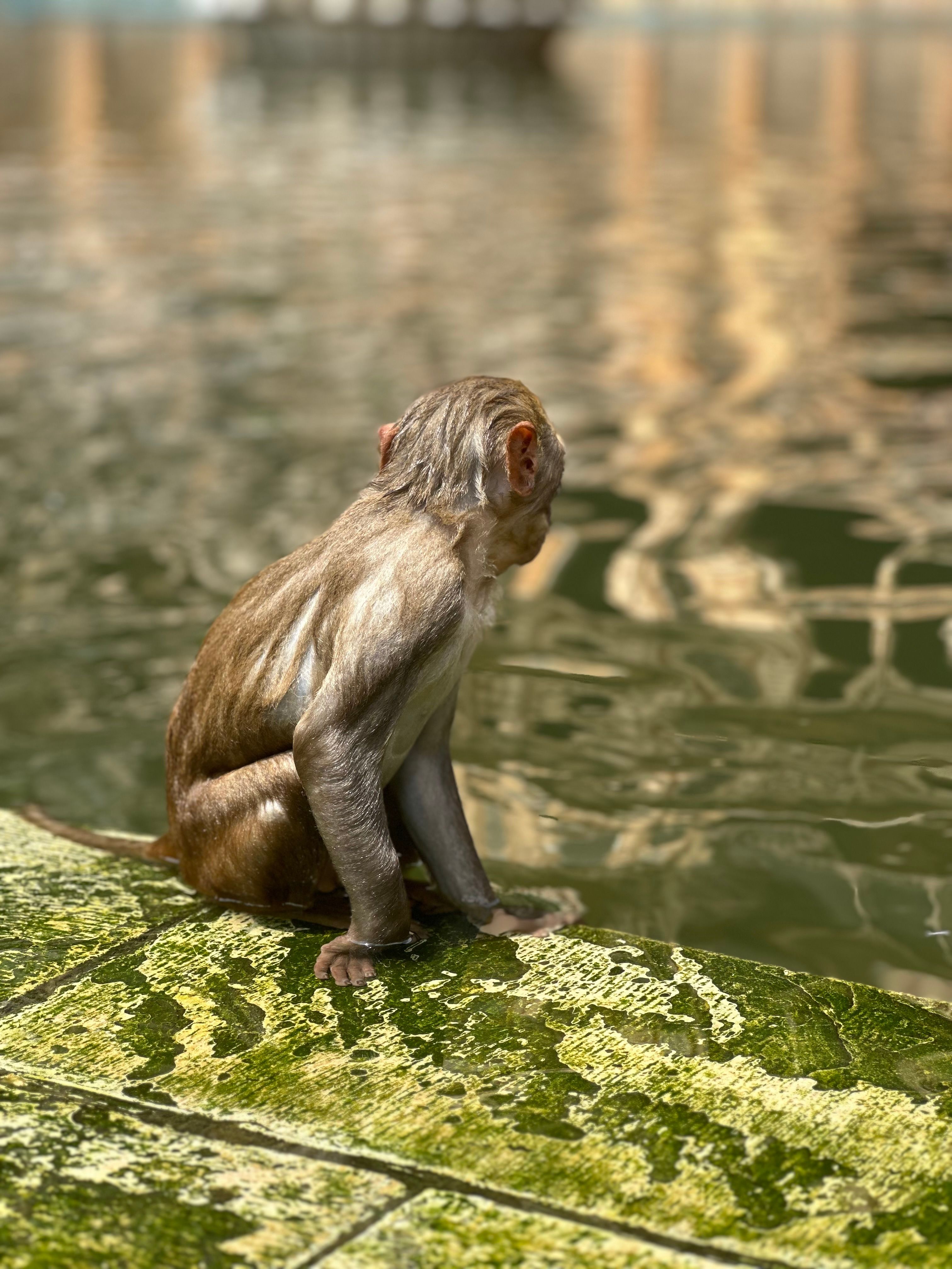 A monkey sitting on the edge of a pool · Free Stock Photo