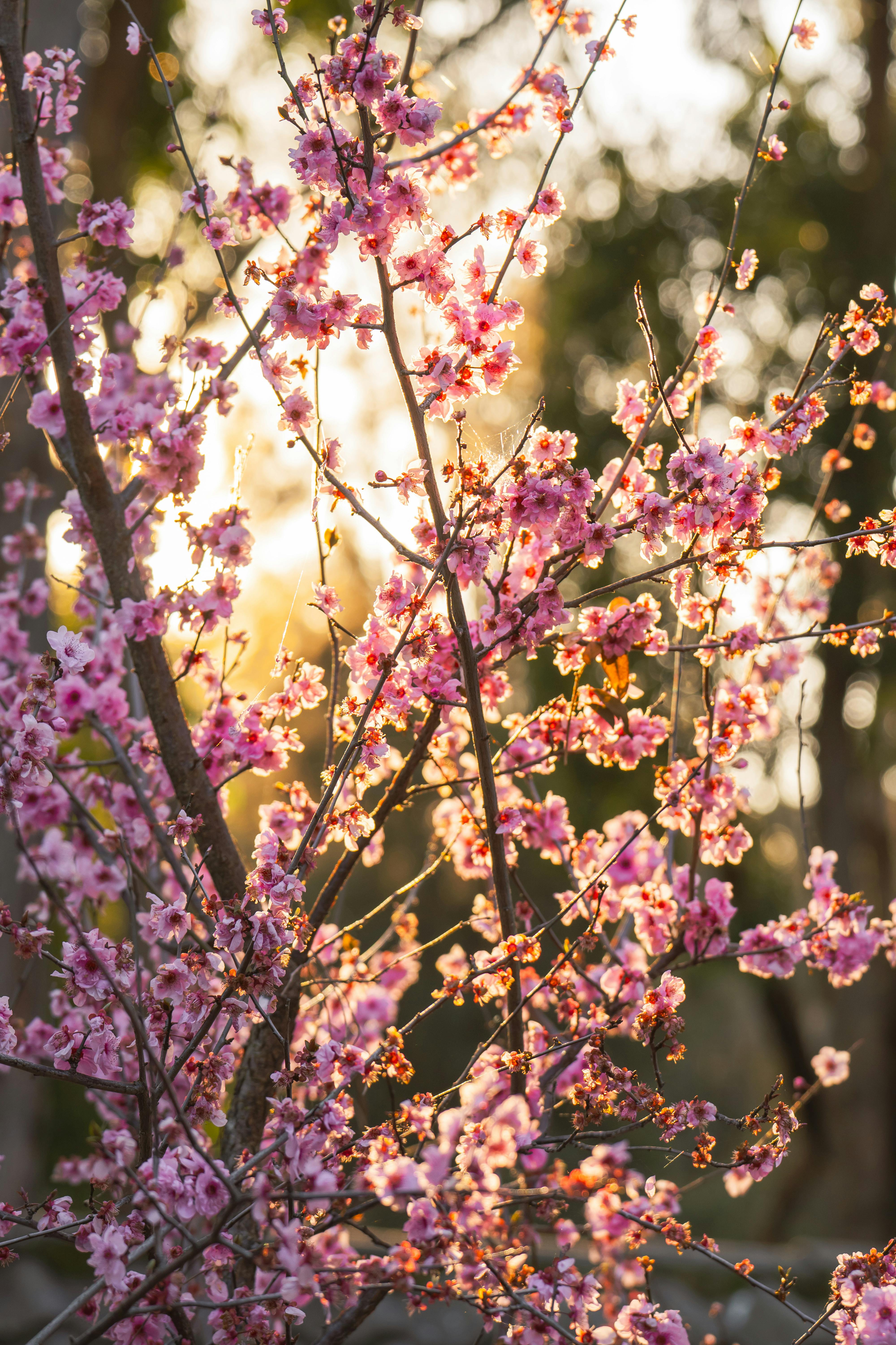 Wildkirsche – Prunus avium