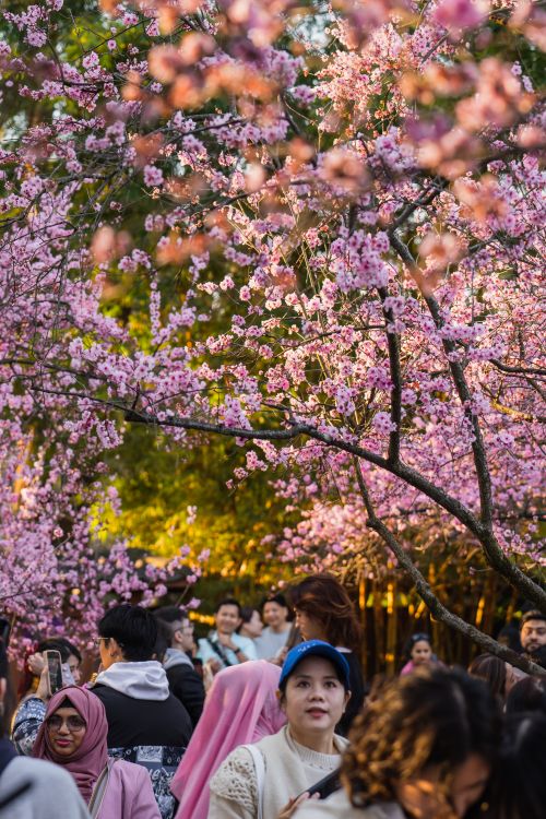 People walking under cherry blossoms in a park · Free Stock Photo