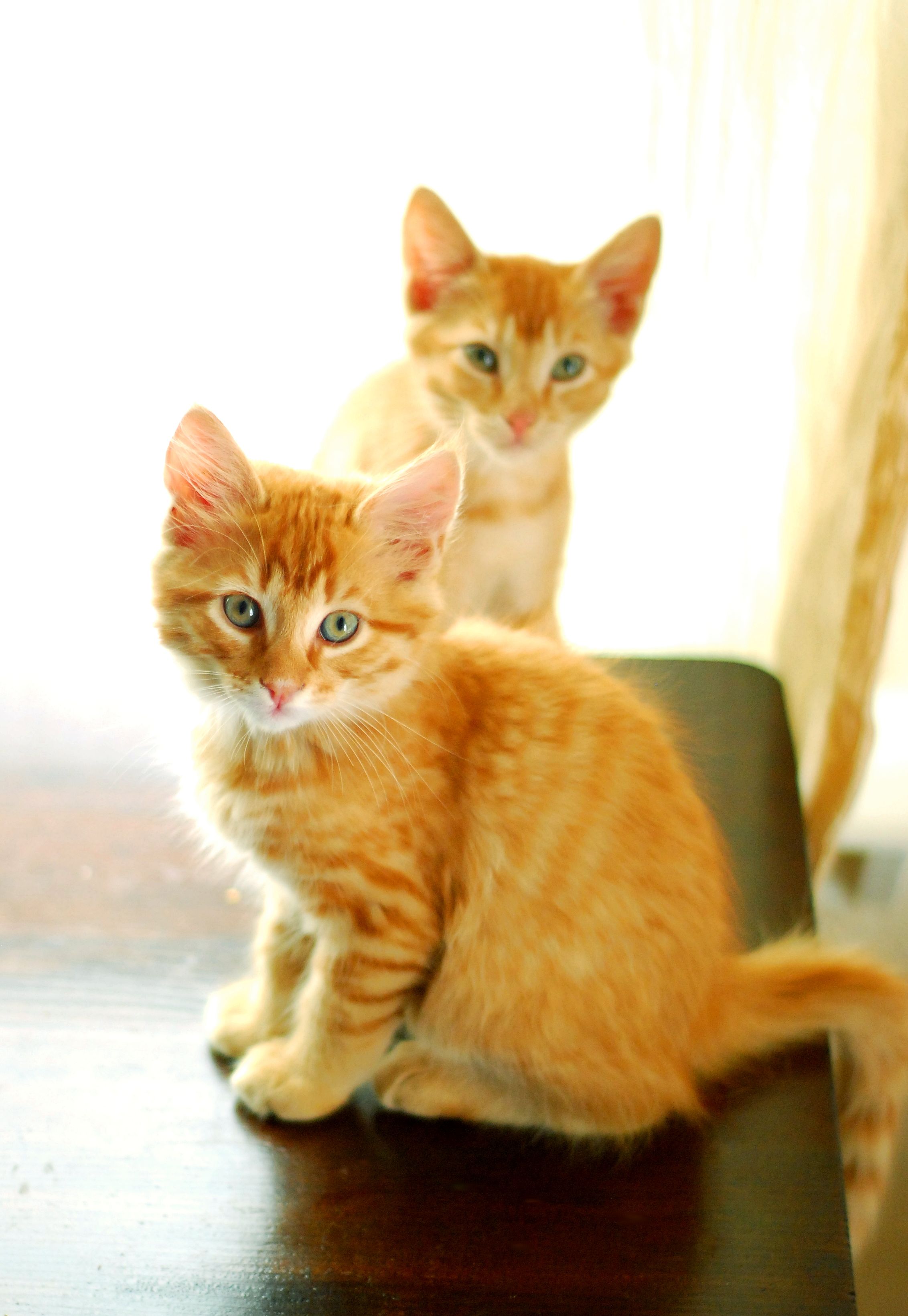 Kittens · Free Stock Photo