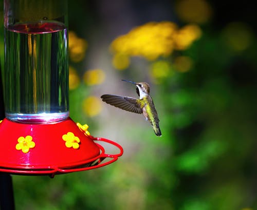 How to Turn Your Yard Into a Migration Stop for Birds