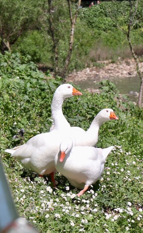 Free Ducks Stock Photo