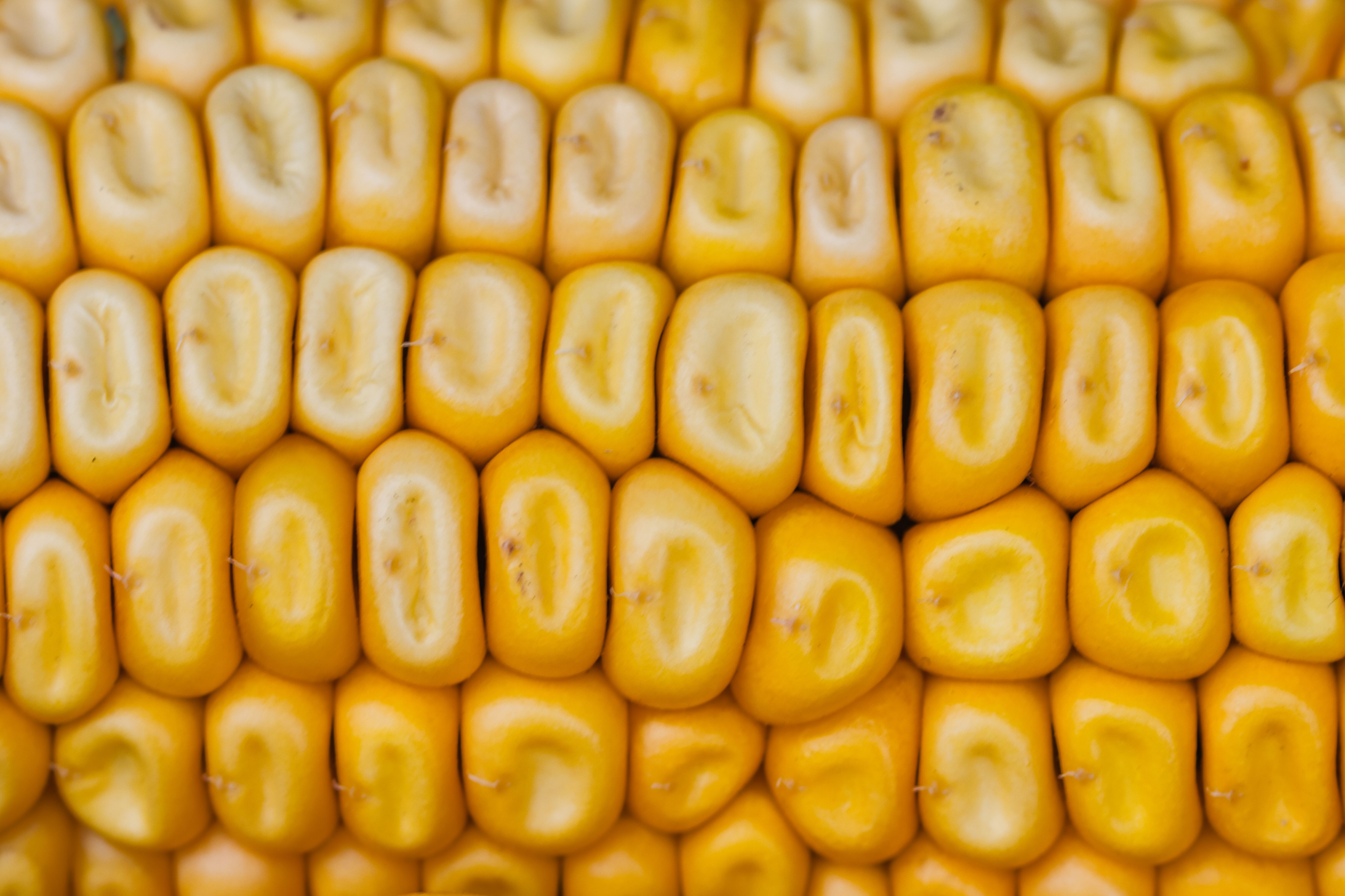 Detailed close-up of vibrant yellow corn kernels highlighting natural food texture and color.