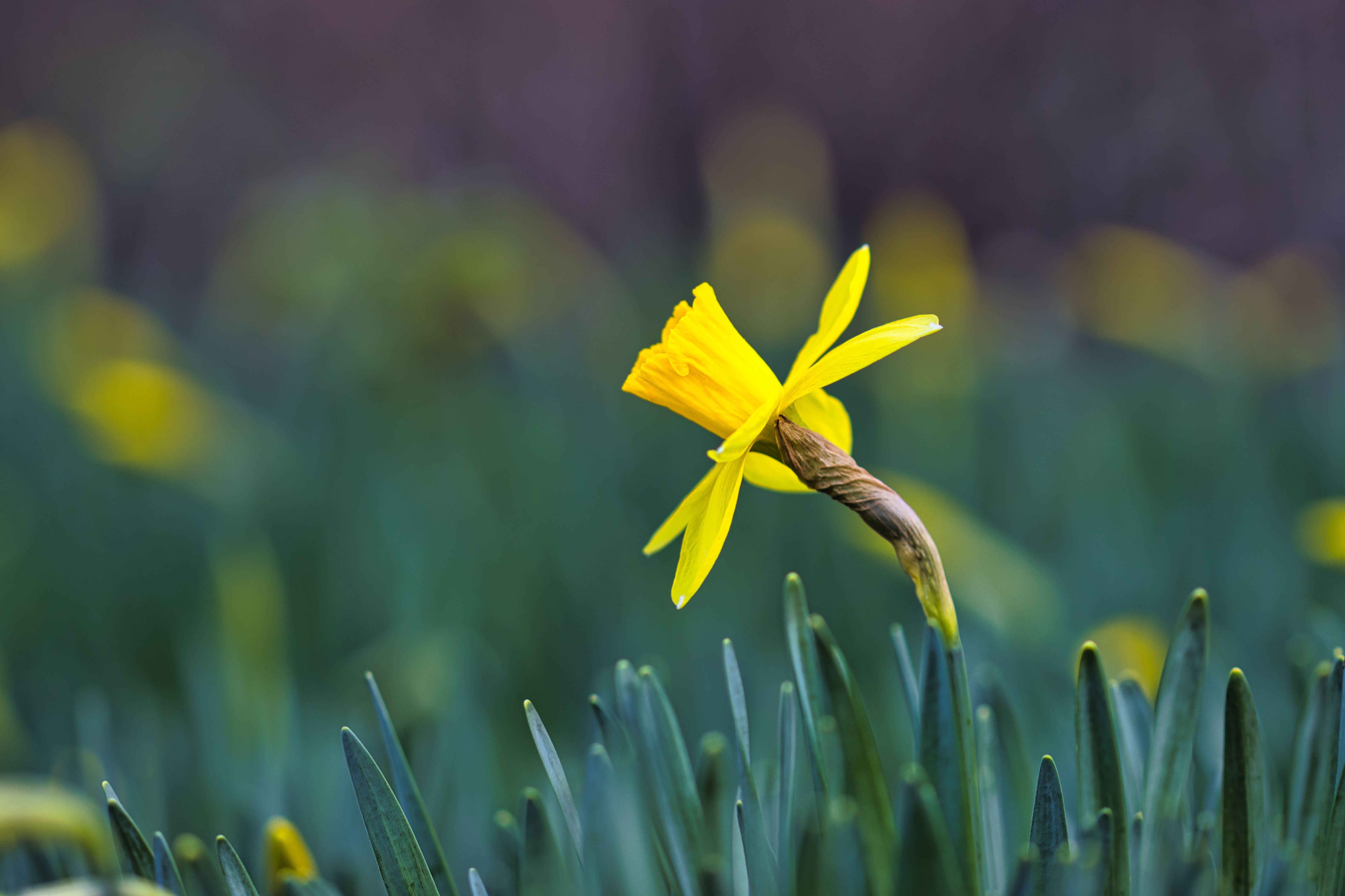 A single yellow flower in the middle of a green field · Free Stock Photo
