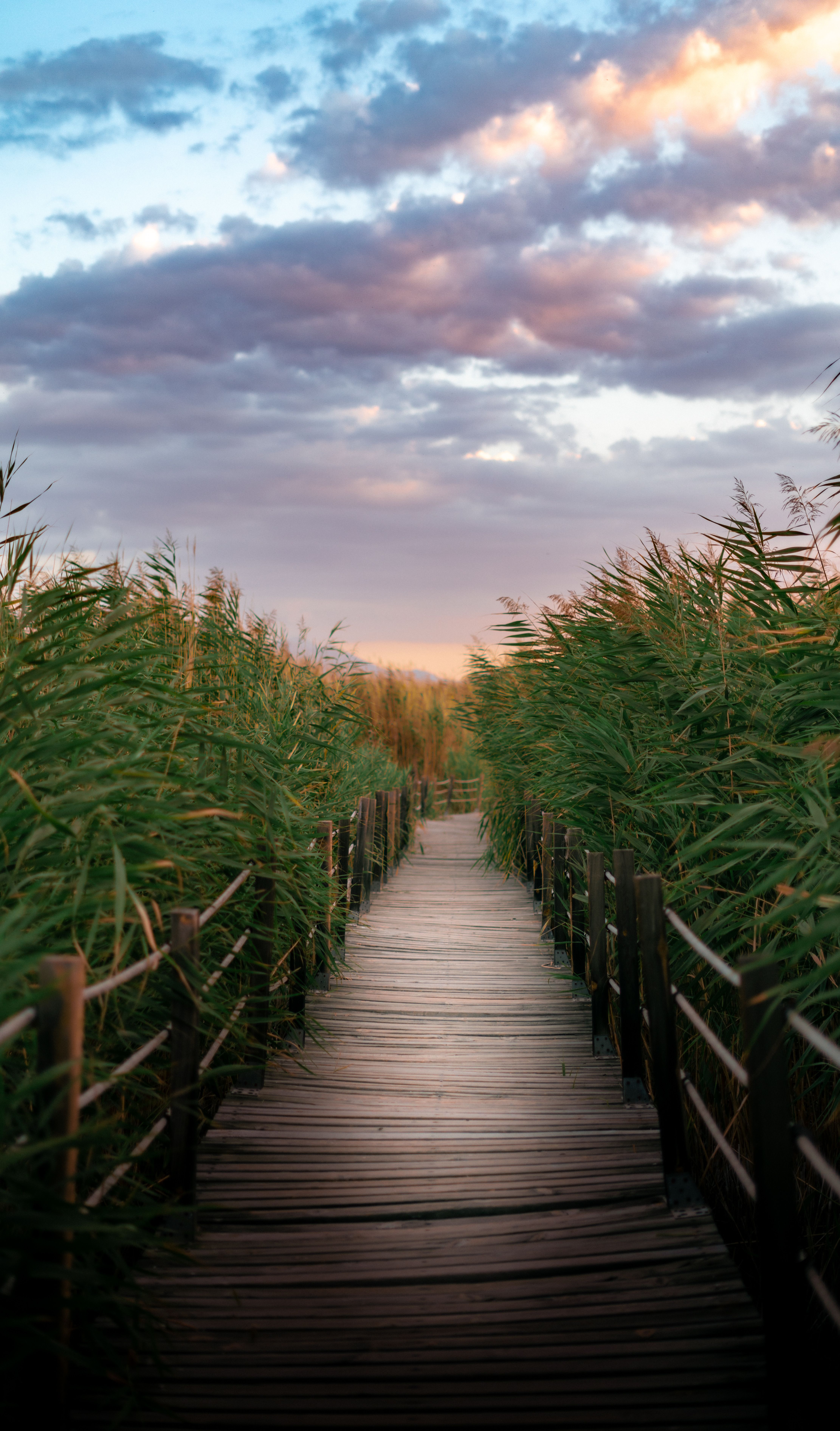 A wooden walkway with tall grass and sky · Free Stock Photo