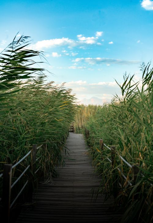 Free A serene wooden path cutting through tall grass under a bright summer sky. Stock Photo