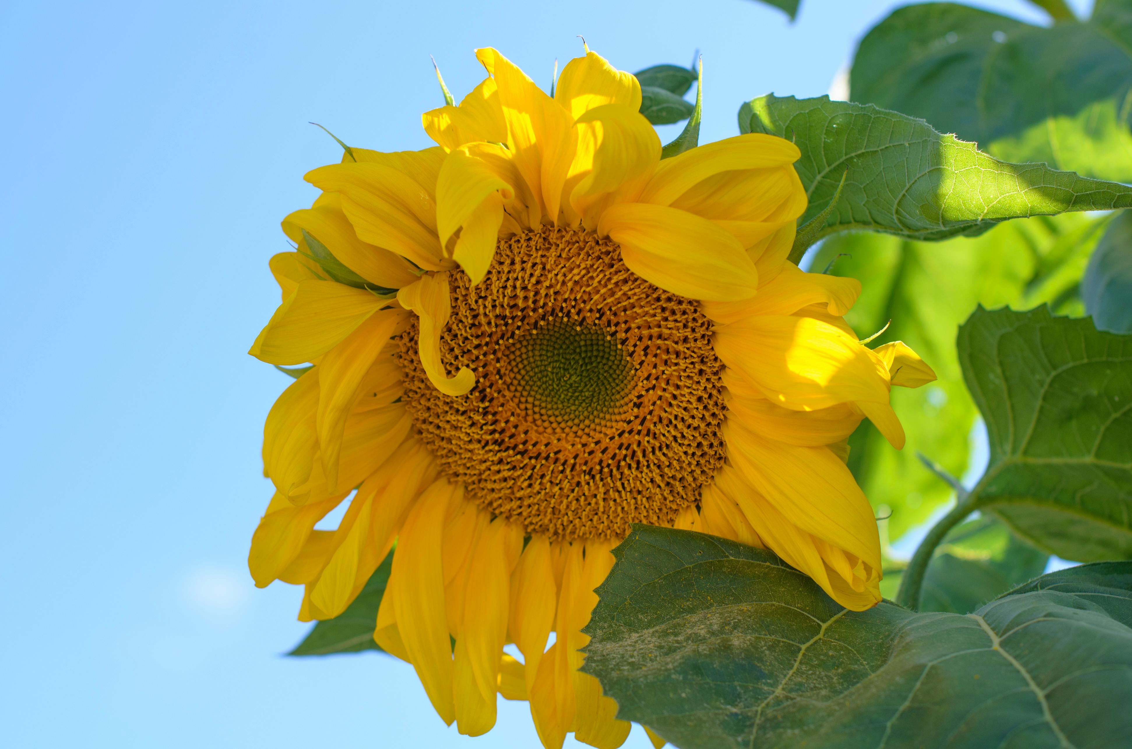 a sunflower with a green stem and a blue sky