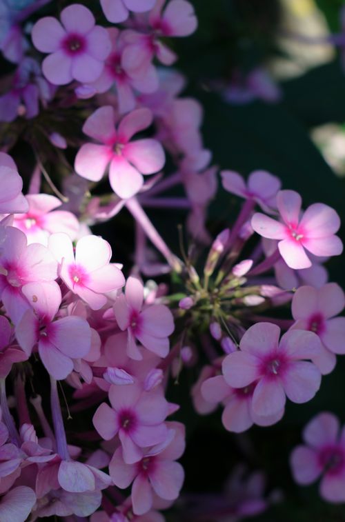 Free Detailed shot of blooming pink phlox flowers in a garden, showcasing natural beauty and elegance. Stock Photo