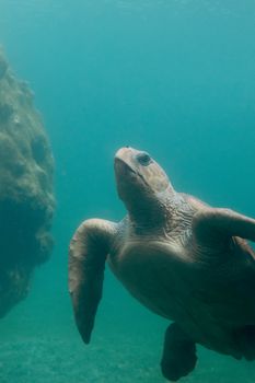 Explore the serene beauty of a sea turtle gliding underwater in tropical turquoise waters.