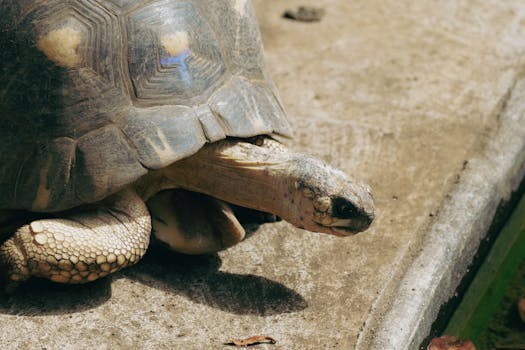 Detailed image of a tortoise basking on a sunlit pavement, showcasing its shell texture.