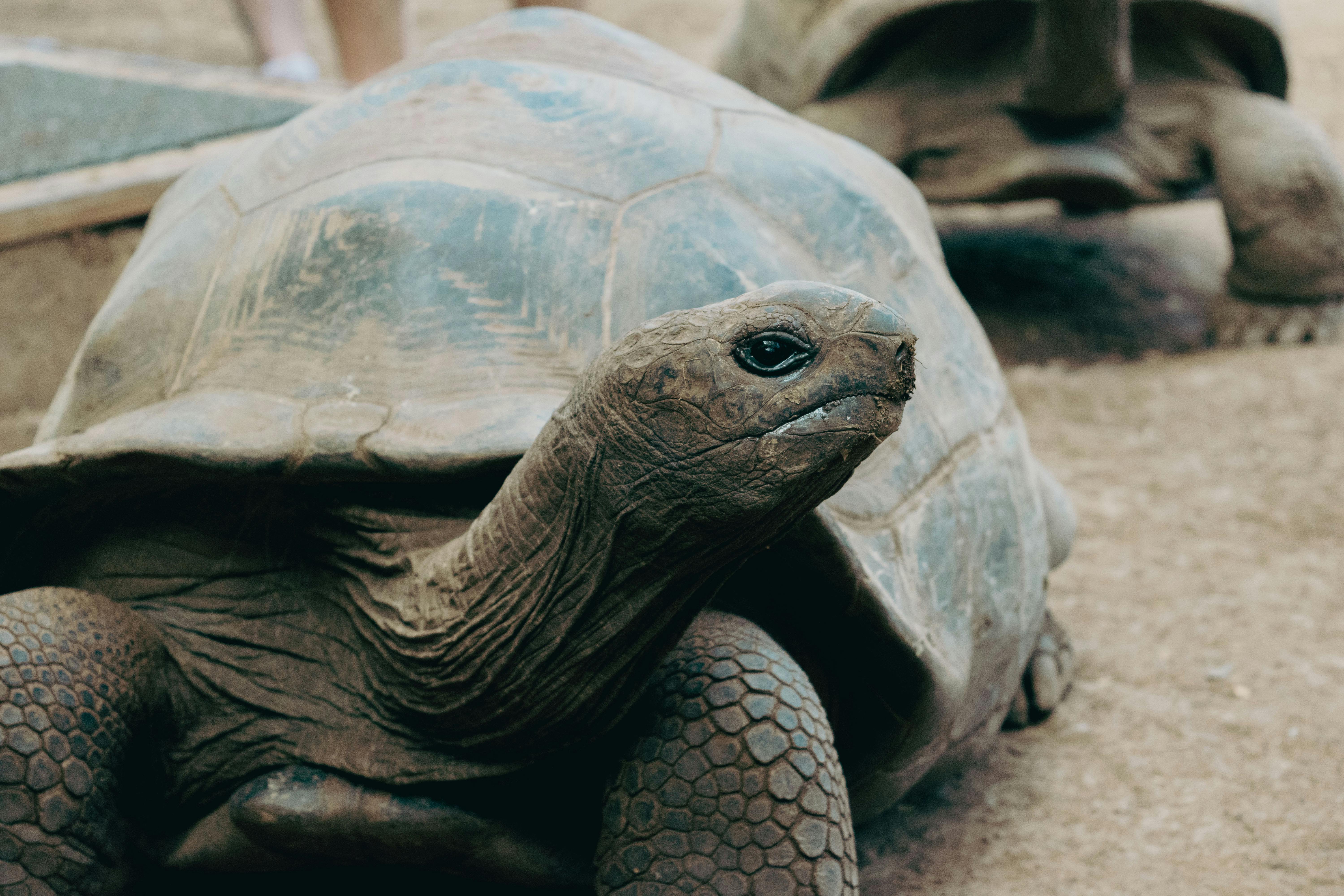 a large tortoise is standing on a dirt ground