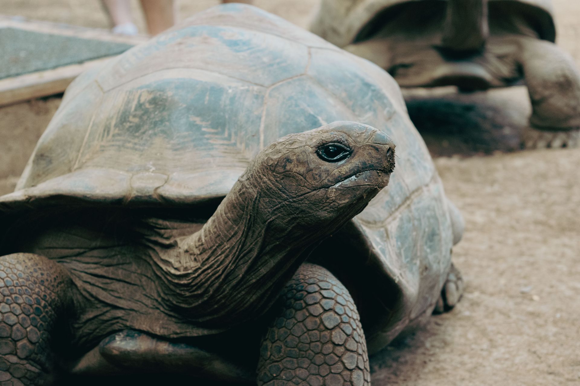 Close-up of a giant tortoise in its natural habitat on La Réunion Island.