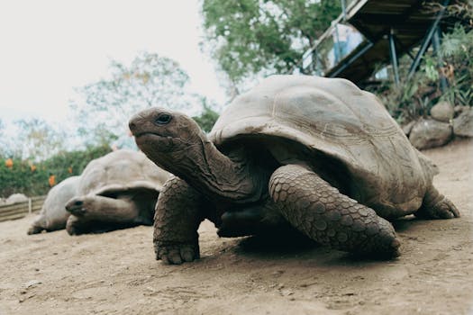 Two giant tortoises resting in their natural habitat at a wildlife park.
