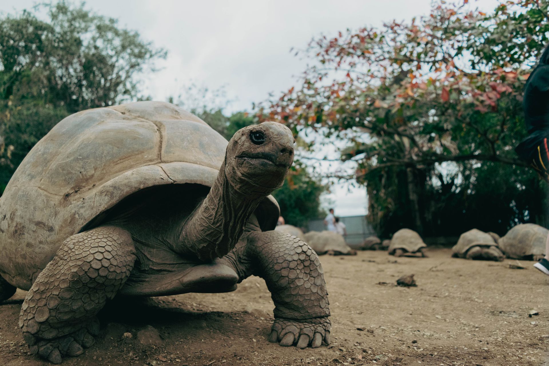 A close-up of a giant tortoise in its natural habitat at La Réunion, France.