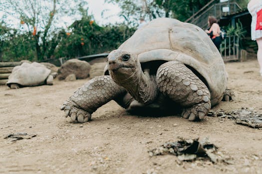 Close-up view of a giant tortoise in La Réunion zoo. Perfect for wildlife and travel imagery.