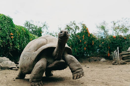 Close-up of a giant tortoise walking in a tropical outdoor environment with lush foliage.
