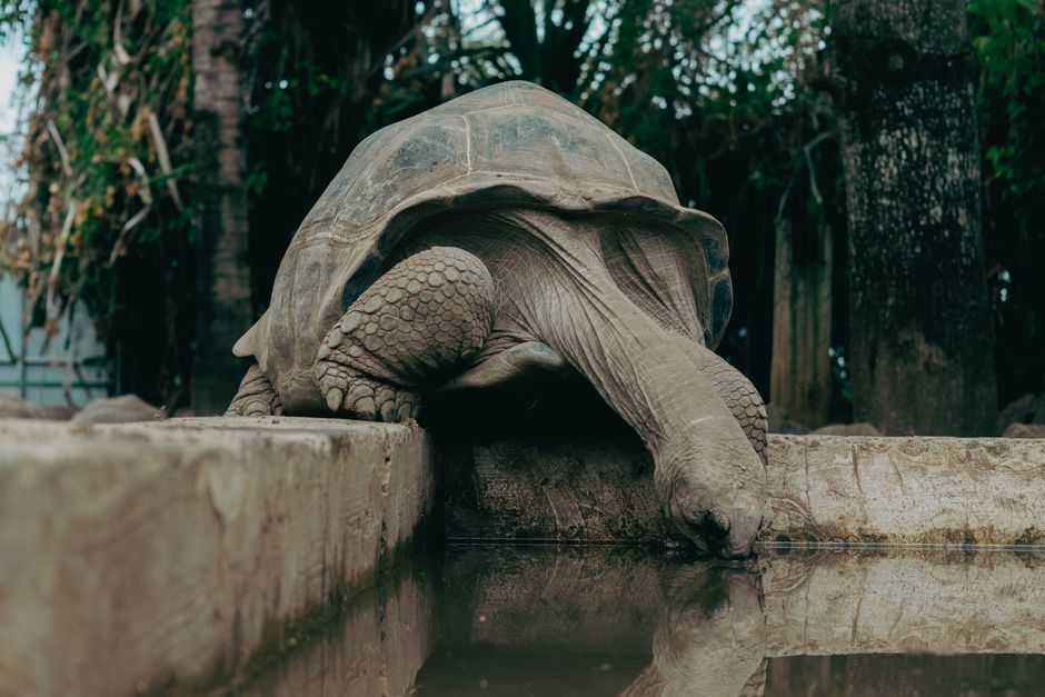 A large giant tortoise drinking from a pond in a tropical zoo setting on La Réunion.