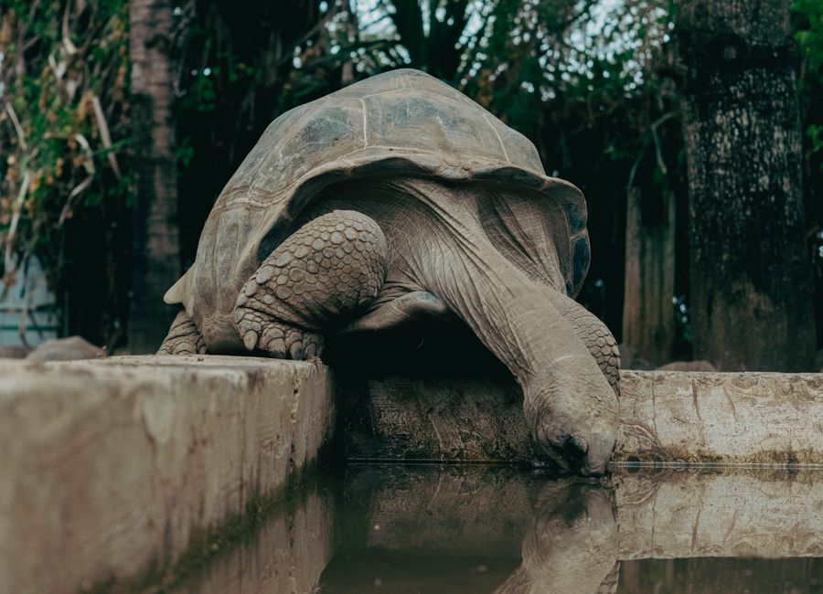 A large giant tortoise drinking from a pond in a tropical zoo setting on La Réunion.