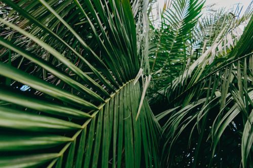 Free Capture of vibrant palm leaves in a tropical setting, showcasing natural greenery. Stock Photo