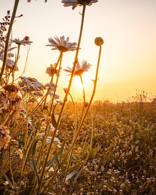 Free Sunrise on a Flower Field Stock Photo