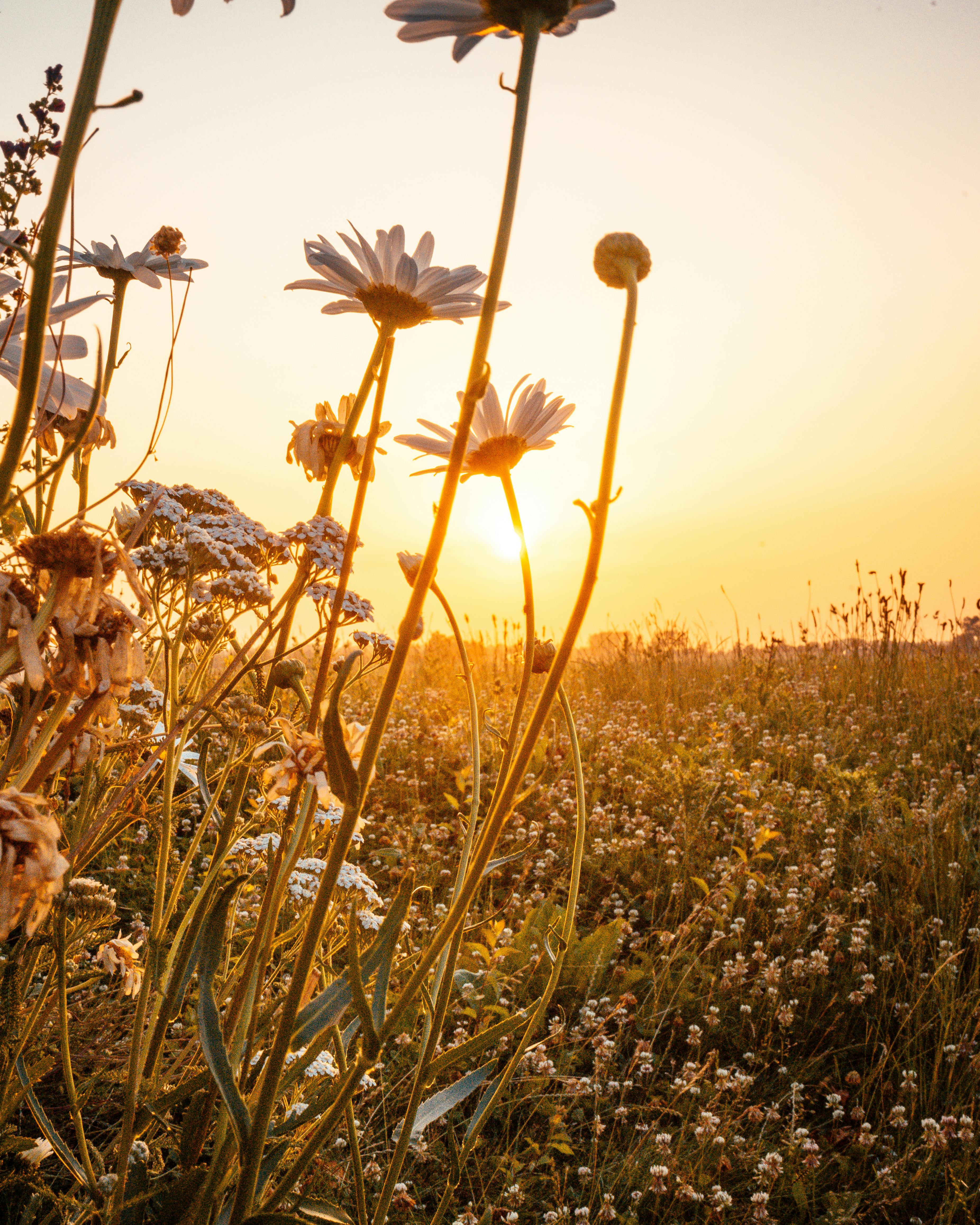 rising sun on nature