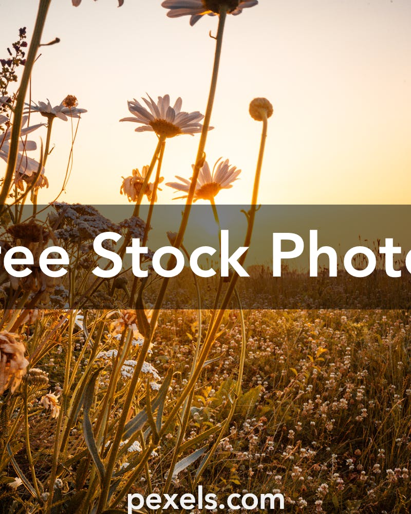 54,350 Rising Sun Stock Photos - Free & Royalty-Free Stock Photos