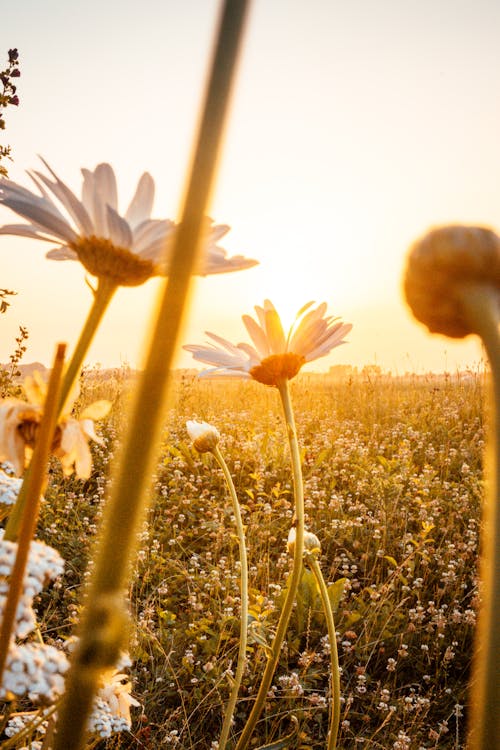 Free White-petaled Flowers On A Sunny Day Stock Photo