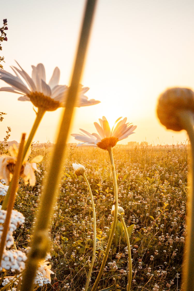 White-petaled Flowers On A Sunny Day