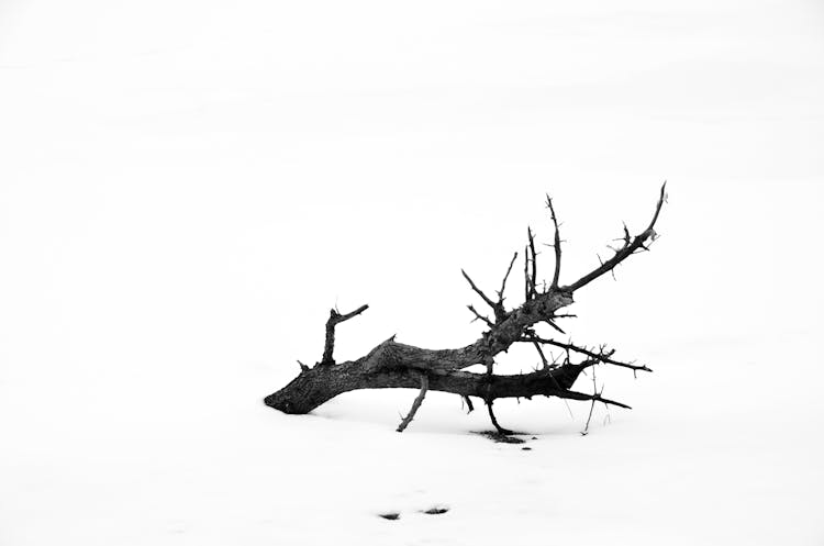 Tree Branch On White Surface