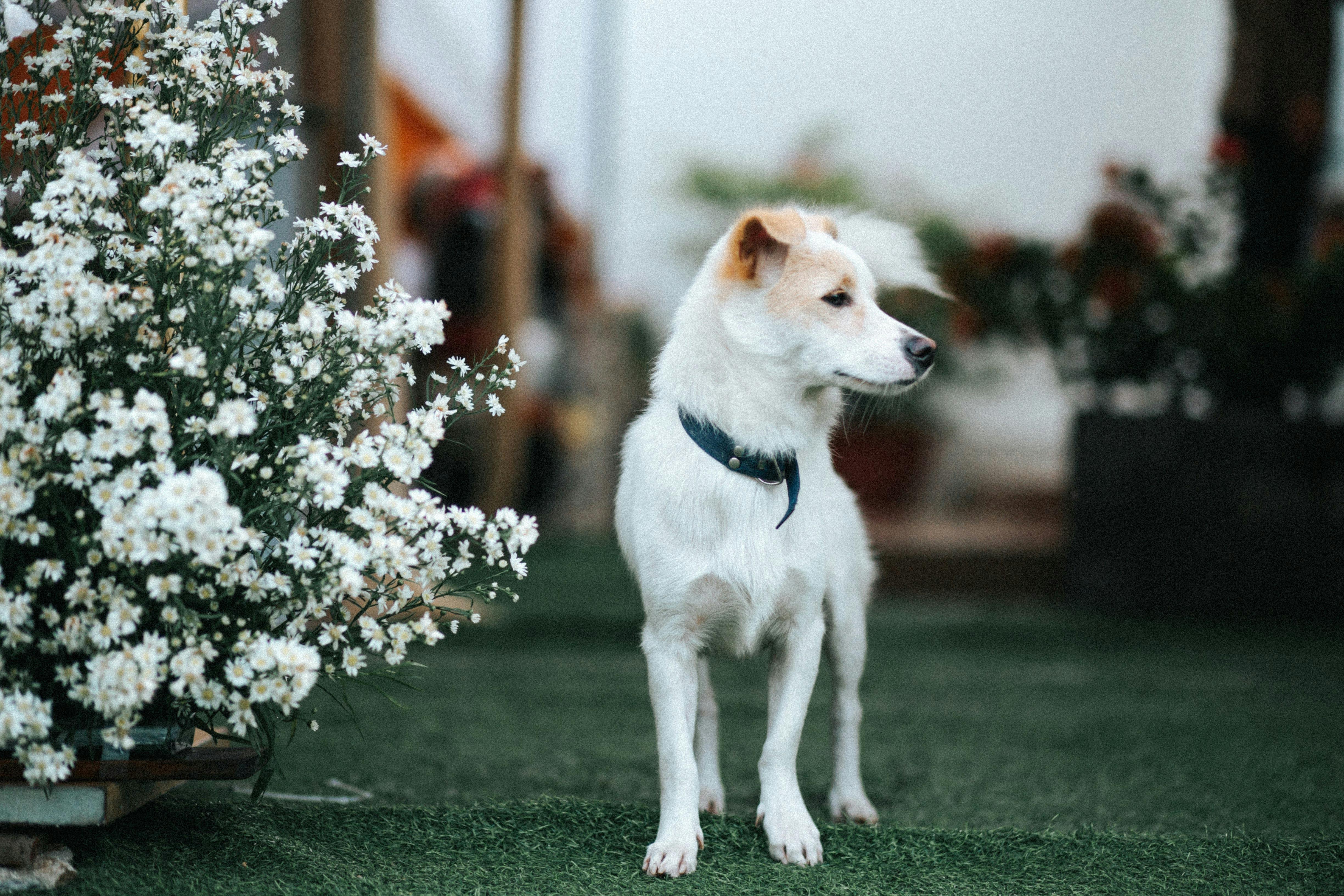 A small white dog standing in front of some flowers