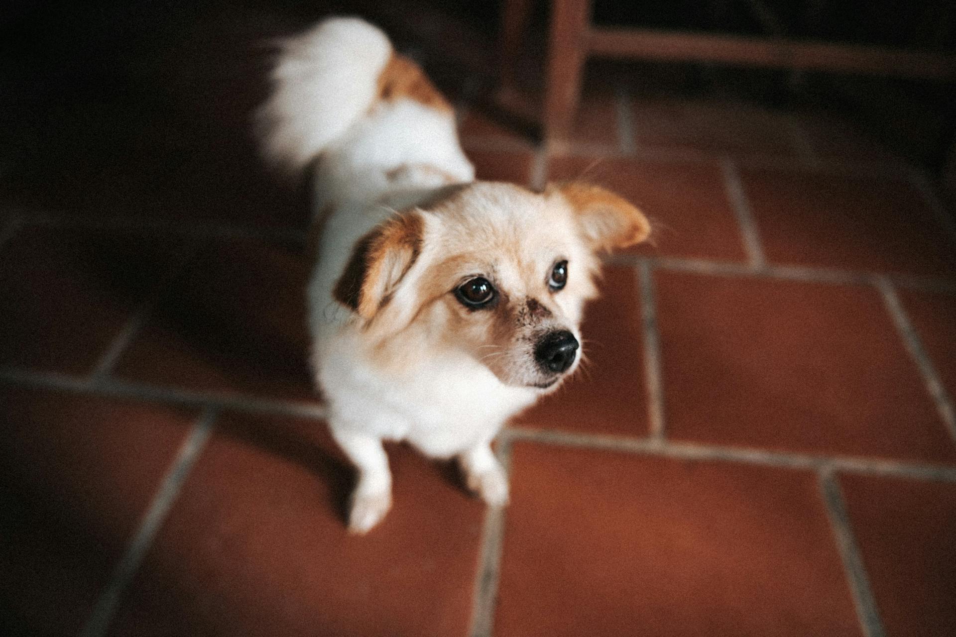 En liten hund som står på ett kakelgolv