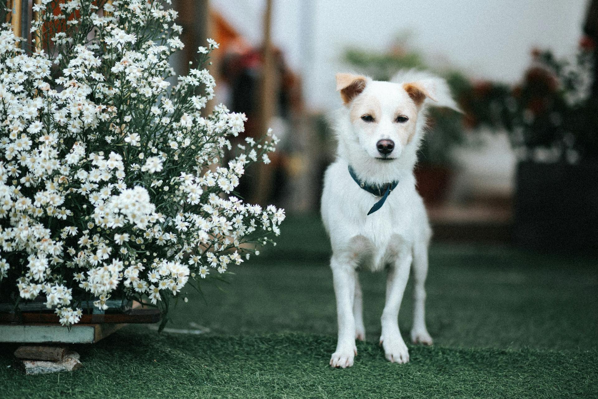 A small white dog standing in front of some flowers