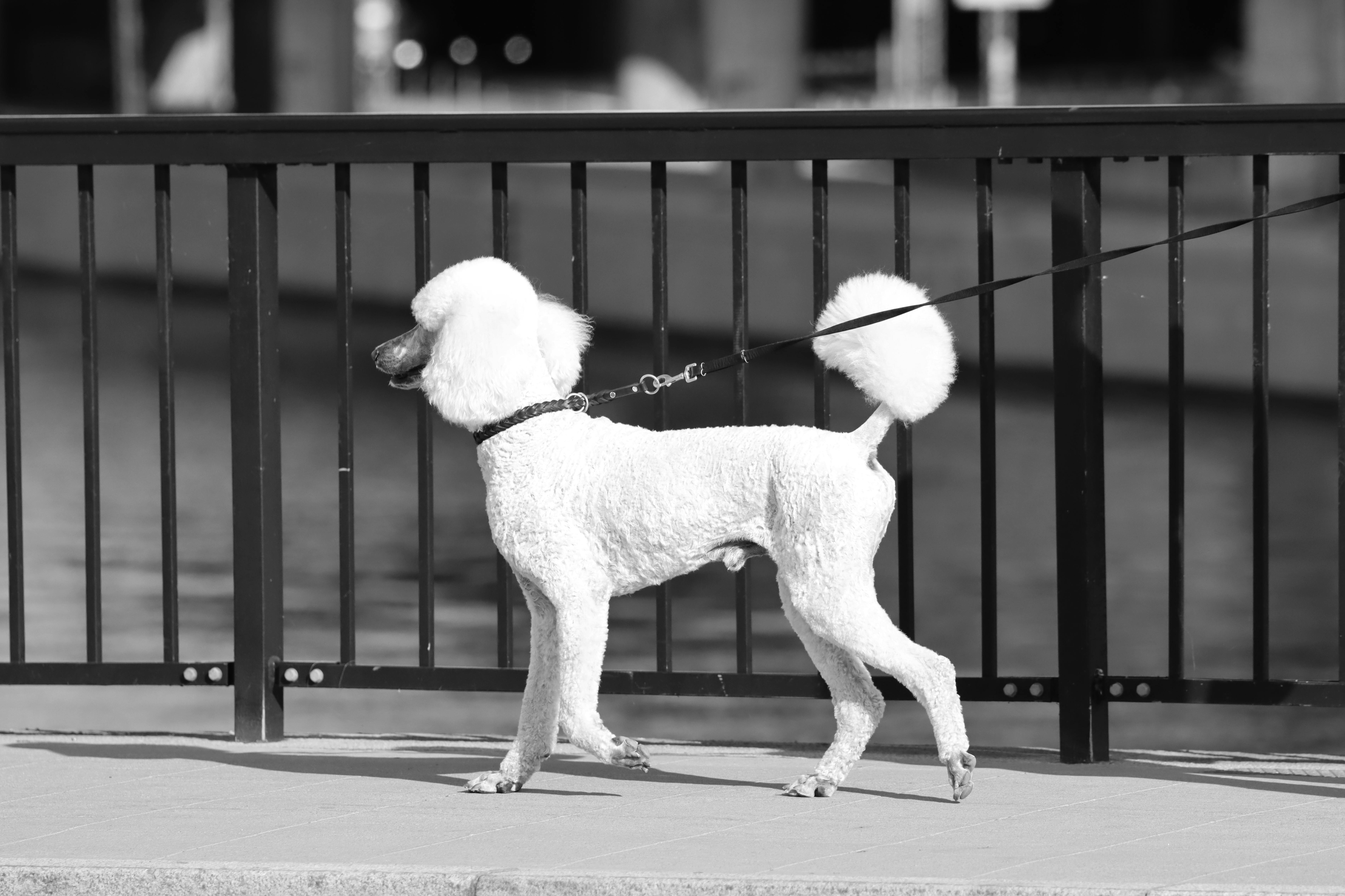 Standard Poodle