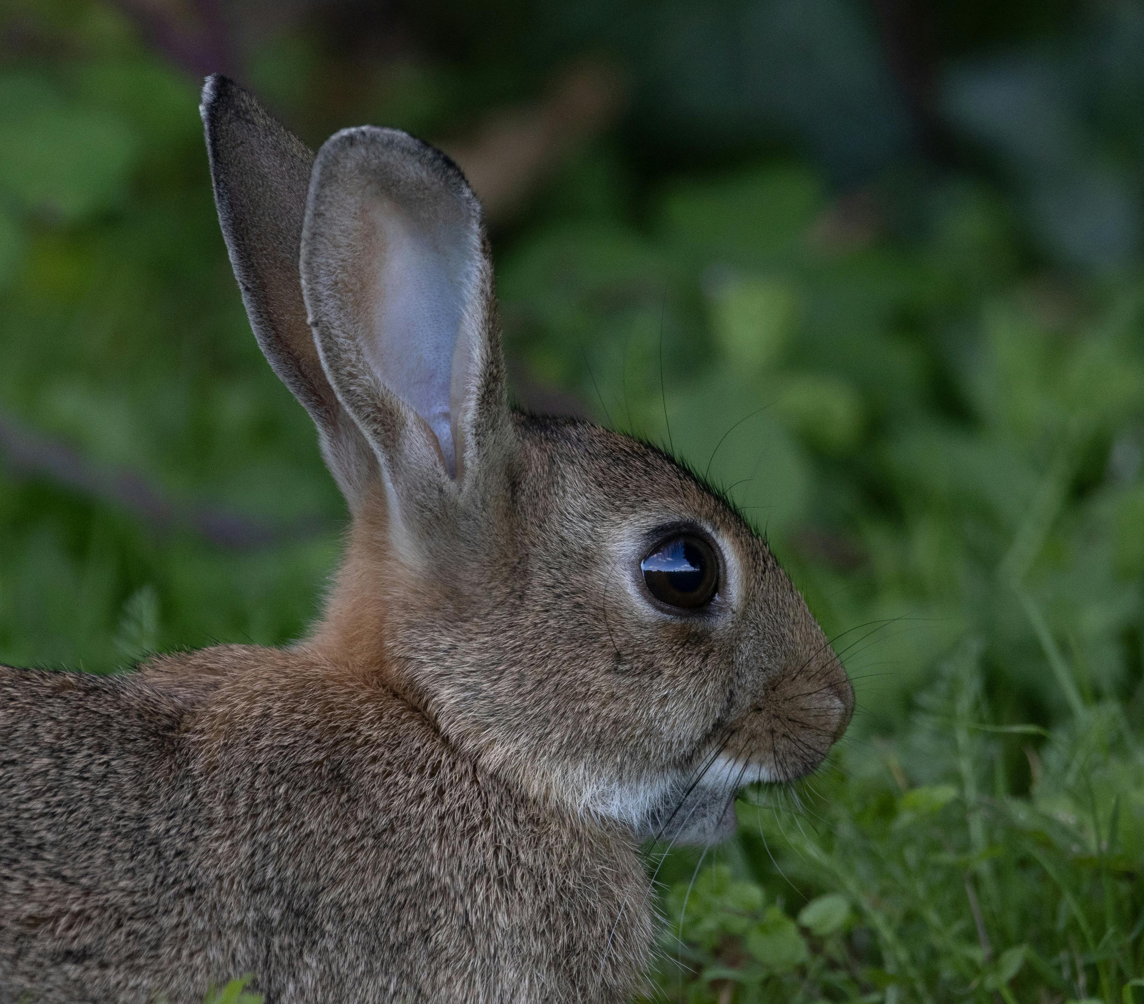 a rabbit with large ears and a brown head