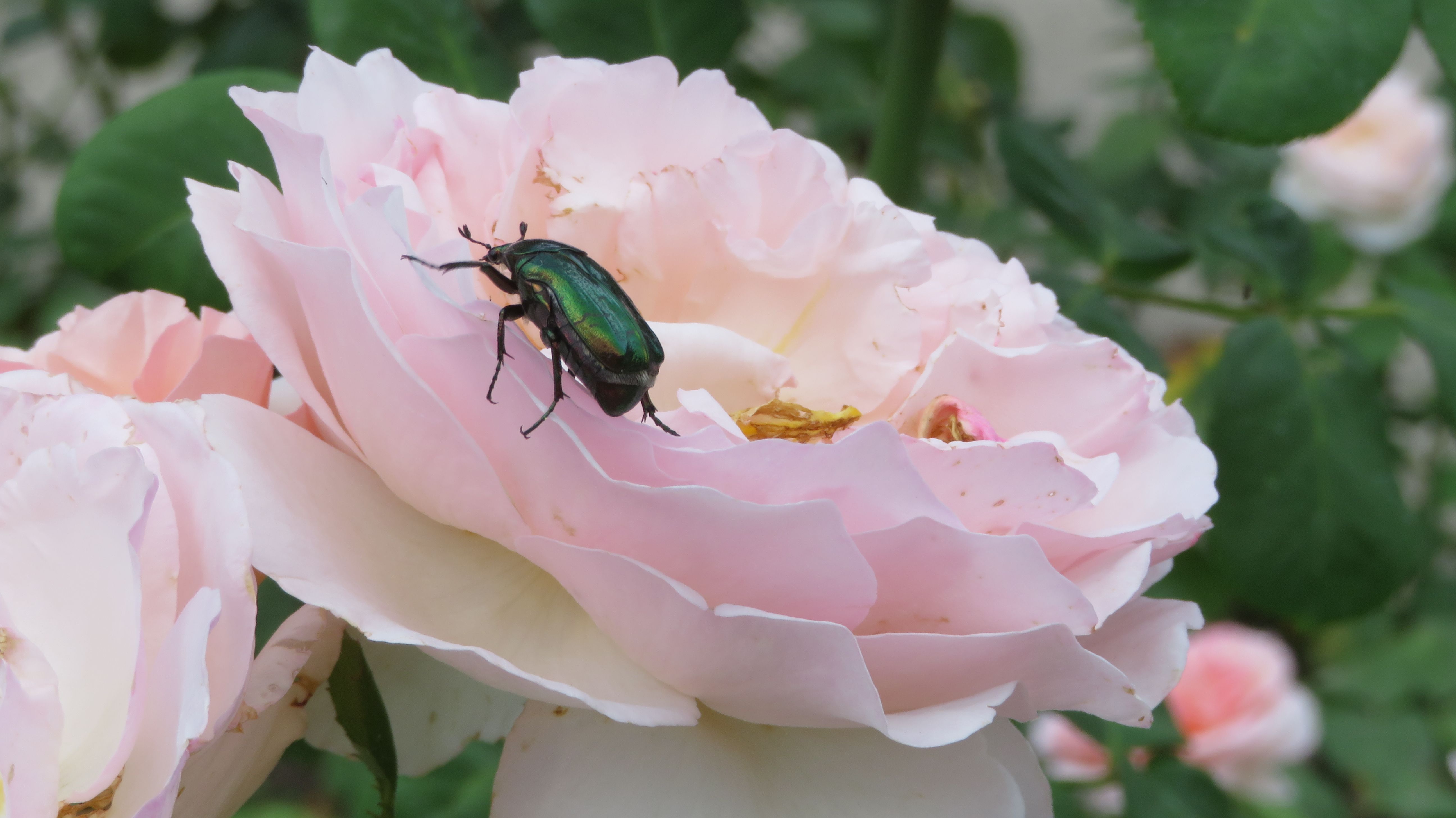 Japanese Beetles eating your roses? Here is the fix — cover media