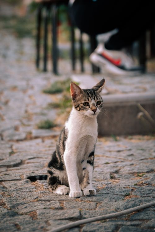 Free A cute domestic kitten with grey fur sitting outdoors on cobblestone pavement. Stock Photo