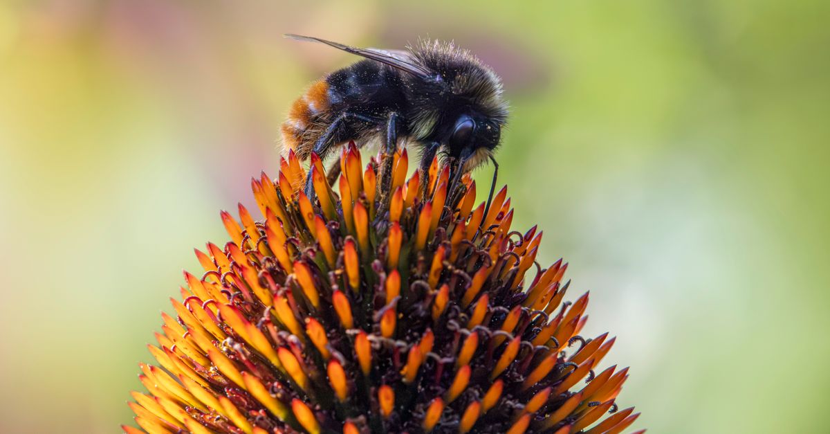 Come Coltivare Piante per Attirare Insetti Impollinatori