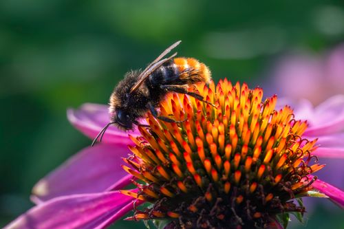 Free Macro shot of a bumblebee gathering nectar from a vibrant pink coneflower in daylight. Stock Photo