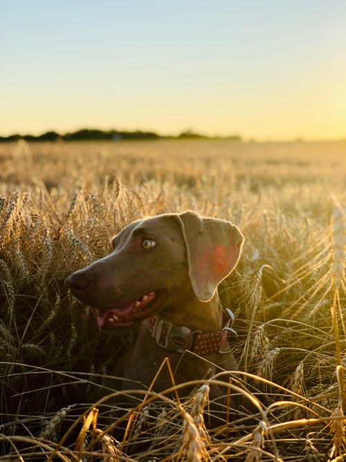 Free A Weimaraner dog enjoying a stroll in a golden wheat field under the warm sunset light. Stock Photo