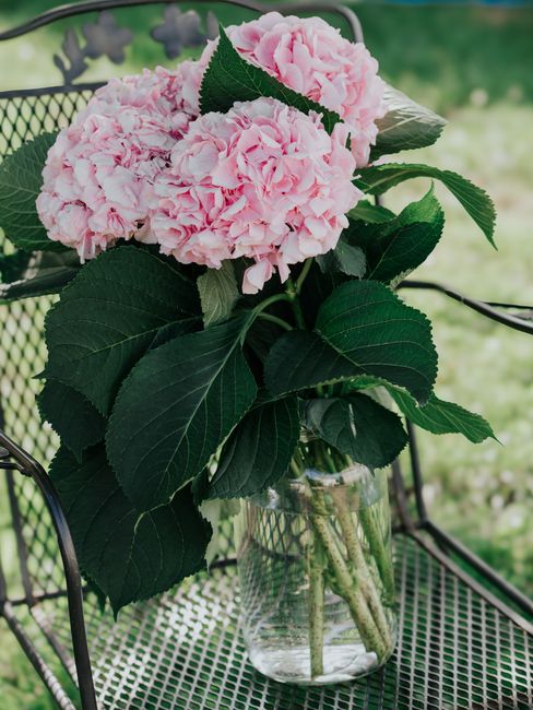 Seasonal Guidelines: When and how to Cut Back Hydrangeas for a Healthy Bloom
