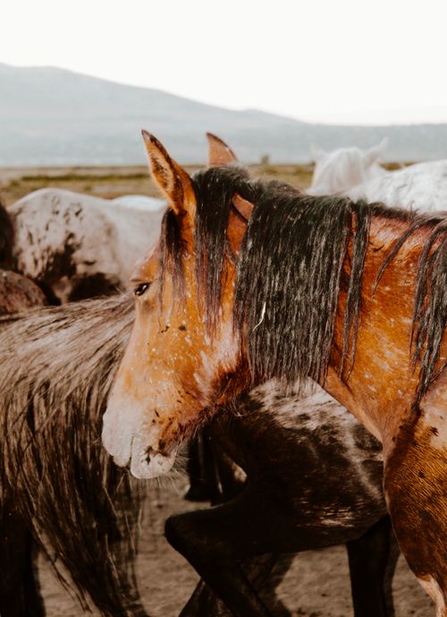 Free Majestic chestnut horse with a flowing mane among a herd in a rural field at sunset. Stock Photo