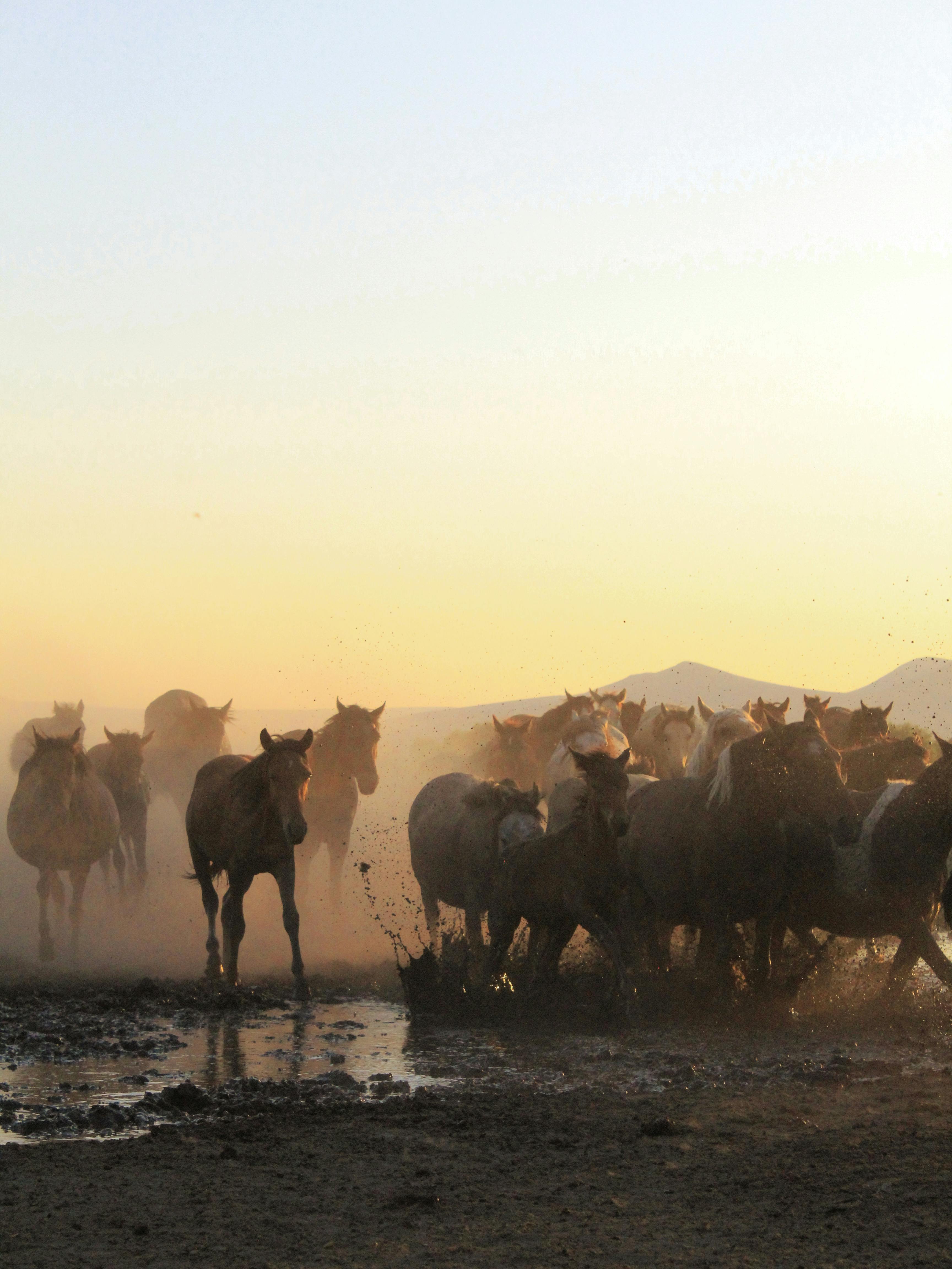 a herd of horses walking through a field at sunset