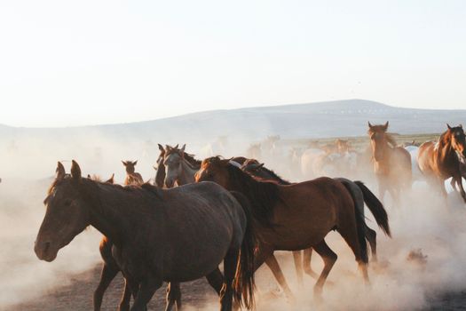 A herd of wild horses gallops through a dusty landscape, displaying freedom and beauty.