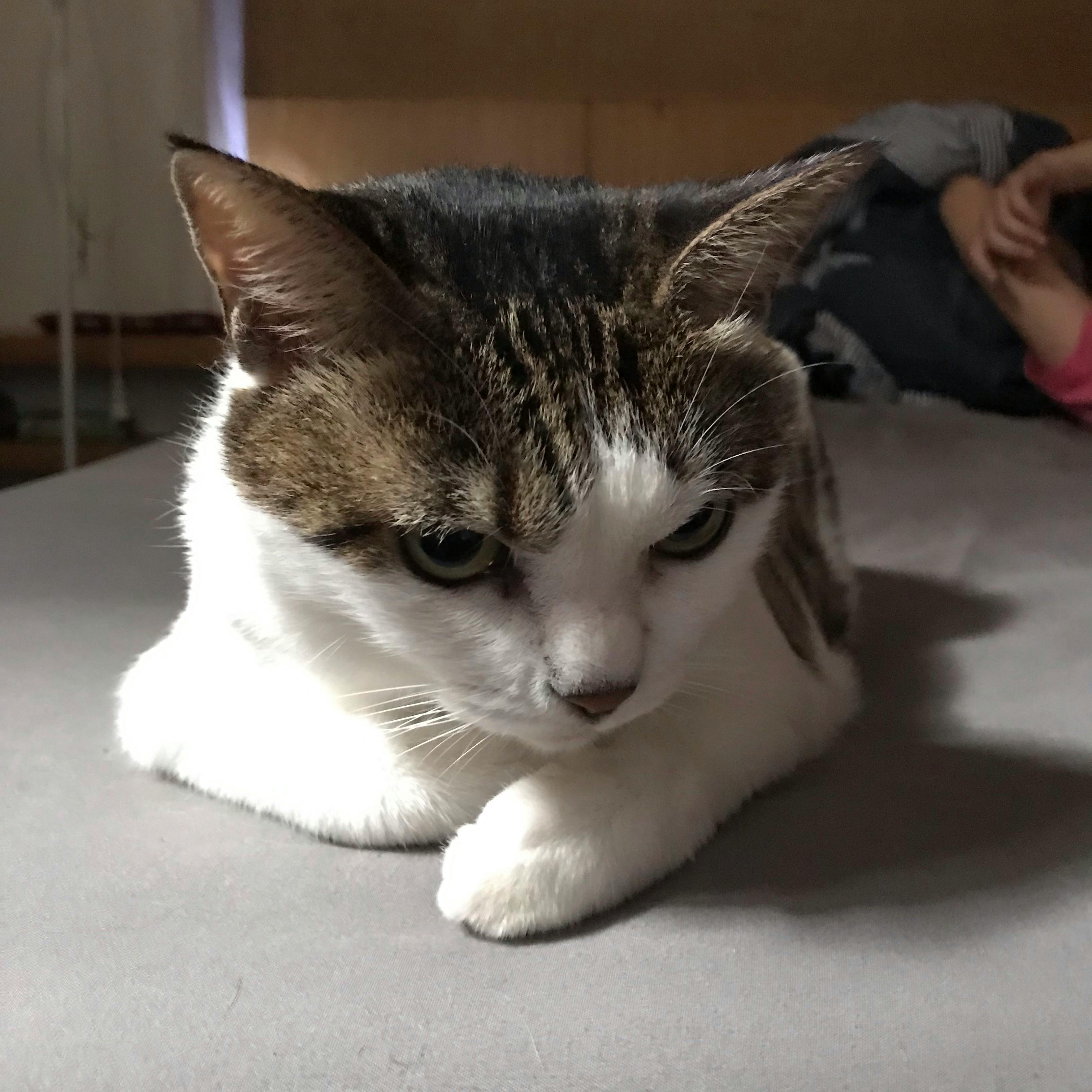 不同种类的中国茶叶